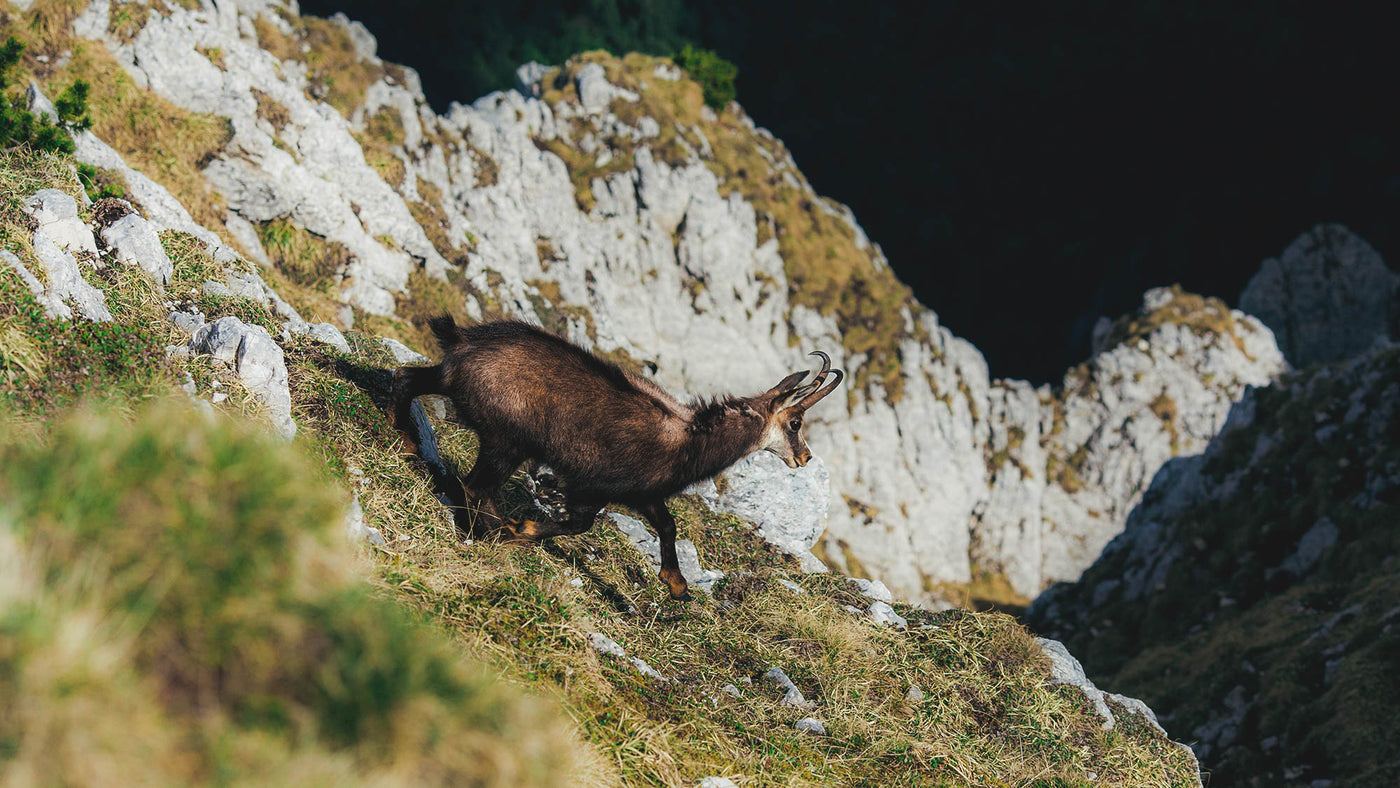 Chamois - From Europe to New Zealand - pictures and facts